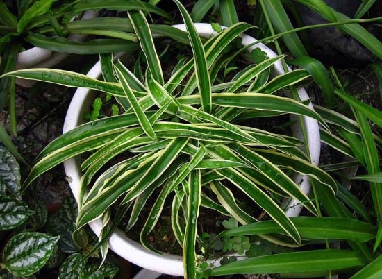 金边吊兰图片附介绍：相册的图片免费下载