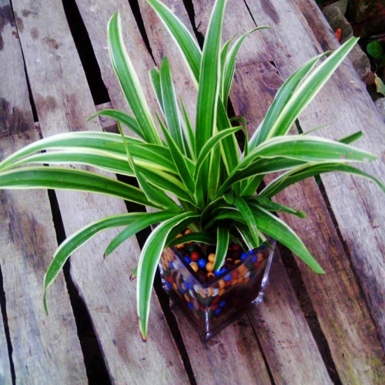 金边吊兰图片附介绍：相册的图片免费下载