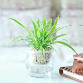 金边吊兰的养殖办法和留意事项：留意避免暴晒