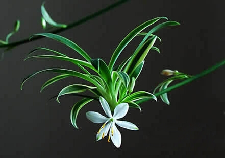 金边吊兰的养殖办法和留意事项：留意避免暴晒