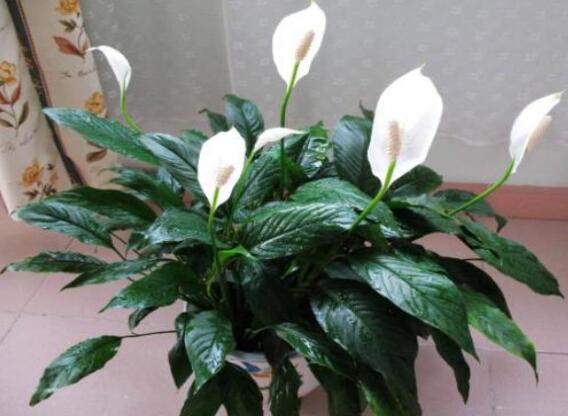 一帆风顺如何浇水，一帆风顺多久浇一次水