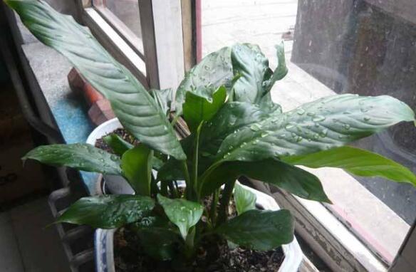 一帆风顺如何浇水，一帆风顺多久浇一次水