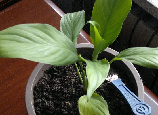 一帆风顺如何浇水，一帆风顺多久浇一次水