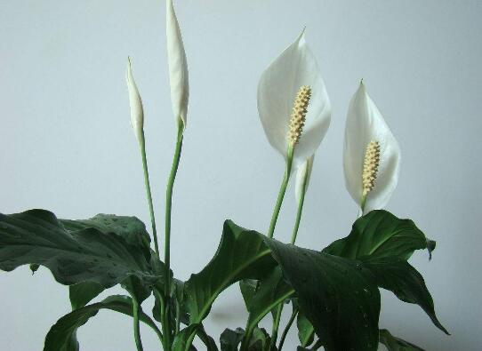 一帆风顺如何浇水，一帆风顺多久浇一次水