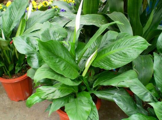 一帆风顺如何浇水，一帆风顺多久浇一次水