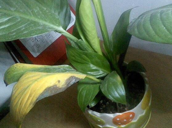 一帆风顺如何浇水，一帆风顺多久浇一次水