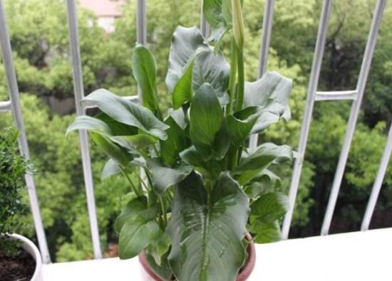 一帆风顺如何浇水，一帆风顺多久浇一次水