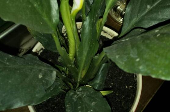 一帆风顺如何浇水，一帆风顺多久浇一次水