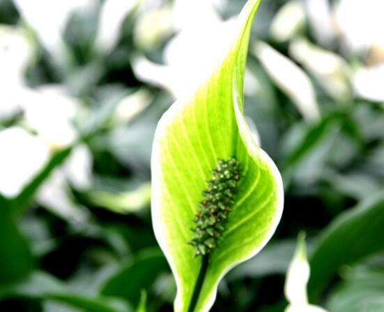 一帆风顺花插枝能活吗，一帆风顺花如何繁殖