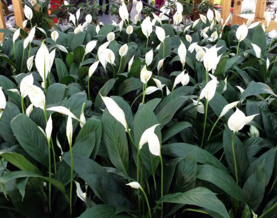 一帆风顺花插枝能活吗，一帆风顺花如何繁殖