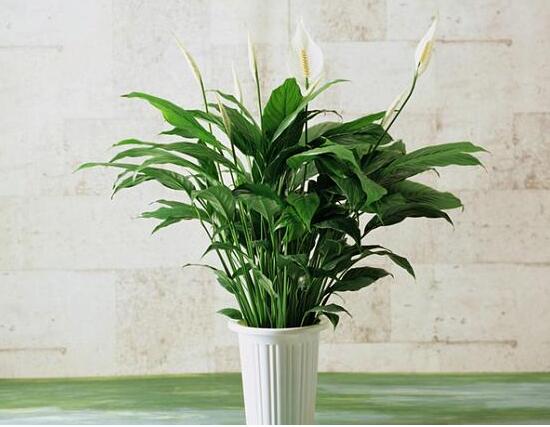 一帆风顺花插枝能活吗，一帆风顺花如何繁殖