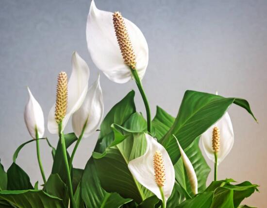 一帆风顺花插枝能活吗，一帆风顺花如何繁殖