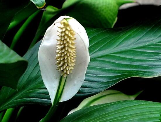 一帆风顺花插枝能活吗，一帆风顺花如何繁殖