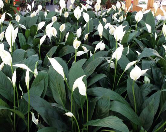 一帆风顺花插枝能活吗，一帆风顺花如何繁殖