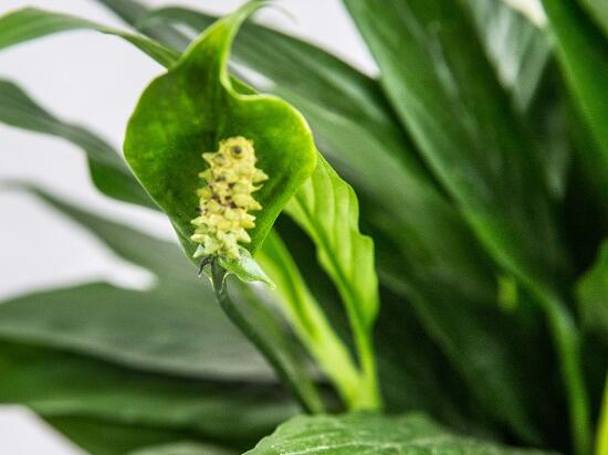 一帆风顺花插枝能活吗，一帆风顺花如何繁殖