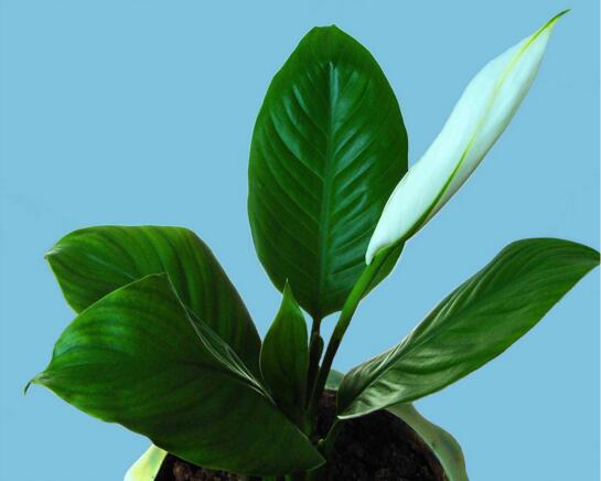 一帆风顺可以浇醋吗，一帆风顺的养植办法