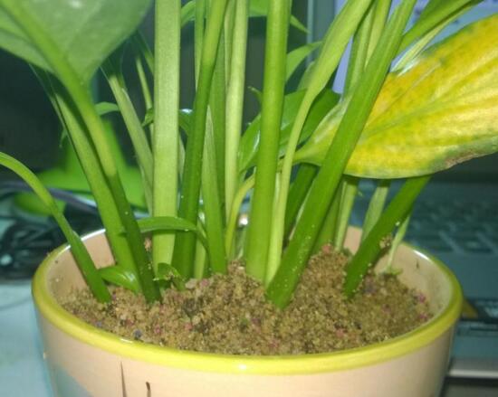 一帆风顺可以浇醋吗，一帆风顺的养植办法