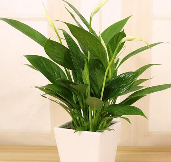 一帆风顺可以浇醋吗，一帆风顺的养植办法