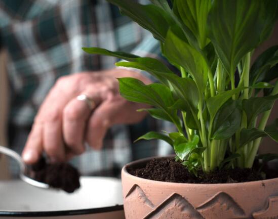 一帆风顺可以浇醋吗，一帆风顺的养植办法