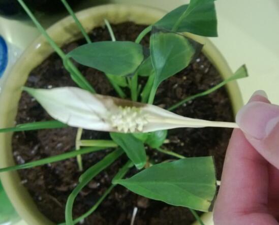 一帆风顺可以浇醋吗，一帆风顺的养植办法