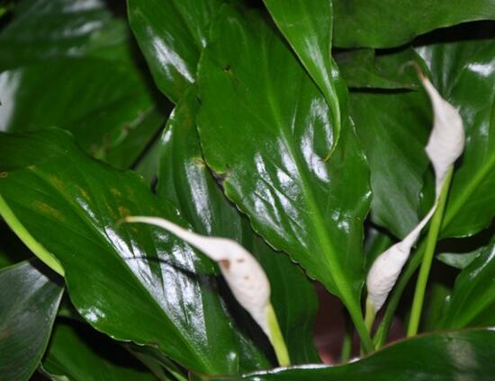 一帆风顺可以浇醋吗，一帆风顺的养植办法