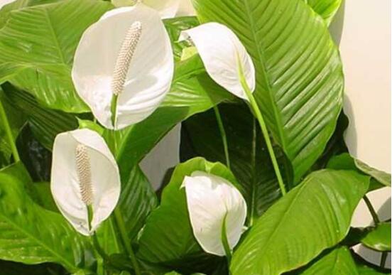 一帆风顺用什么肥料，一帆风顺如何施肥(1～2星期施肥1次)