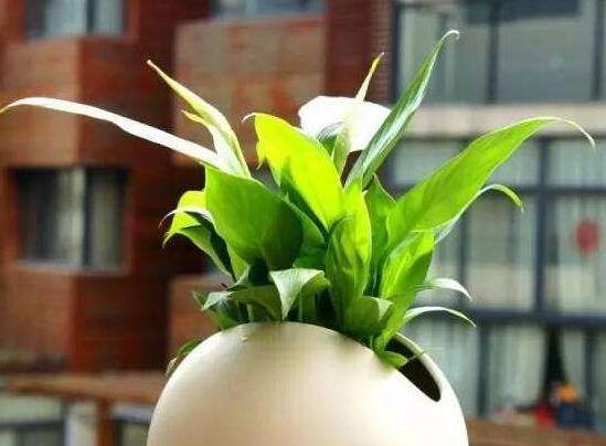 一帆风顺用什么肥料，一帆风顺如何施肥(1～2星期施肥1次)