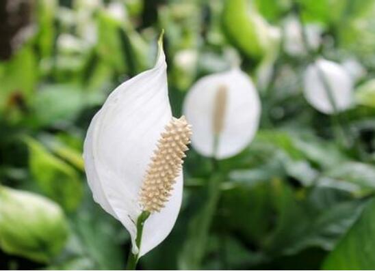 一帆风顺用什么肥料，一帆风顺如何施肥(1～2星期施肥1次)