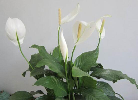 一帆风顺用什么肥料，一帆风顺如何施肥(1～2星期施肥1次)