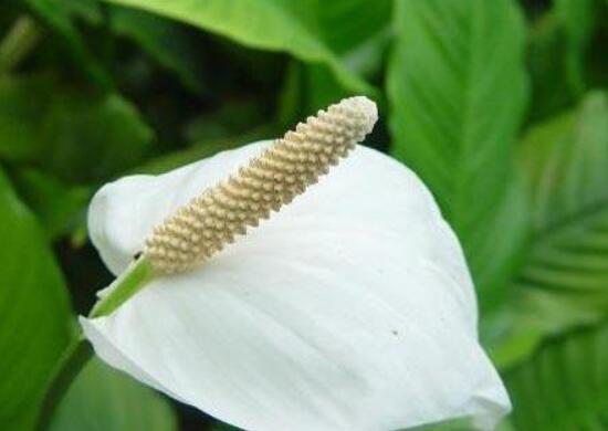 一帆风顺用什么肥料，一帆风顺如何施肥(1～2星期施肥1次)