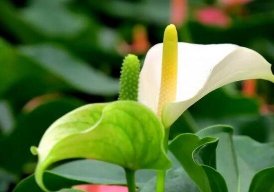 一帆风顺用什么肥料，一帆风顺如何施肥(1～2星期施肥1次)