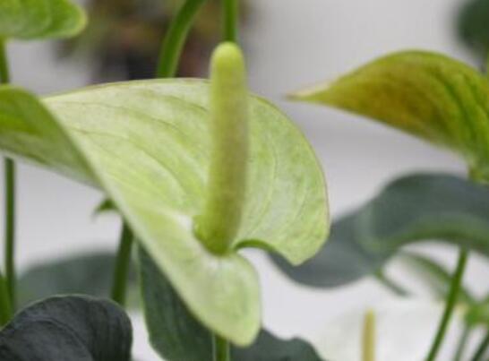 一帆风顺用什么肥料，一帆风顺如何施肥(1～2星期施肥1次)