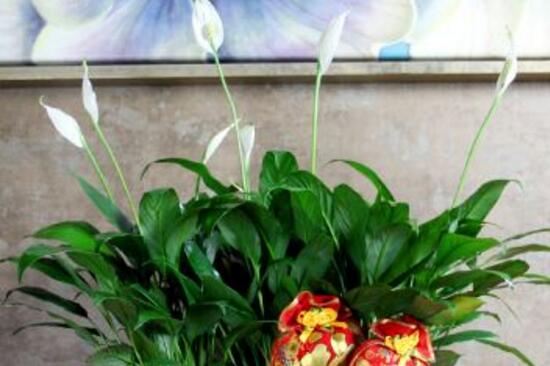 一帆风顺能喷硫酸亚铁吗,3:10比例喷洒让叶面更翠绿