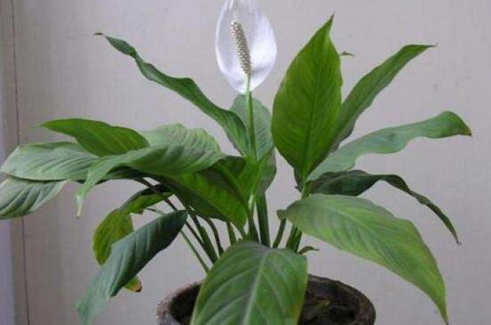 一帆风顺能喷硫酸亚铁吗,3:10比例喷洒让叶面更翠绿