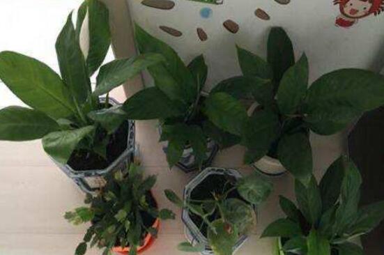 一帆风顺能喷硫酸亚铁吗,3:10比例喷洒让叶面更翠绿