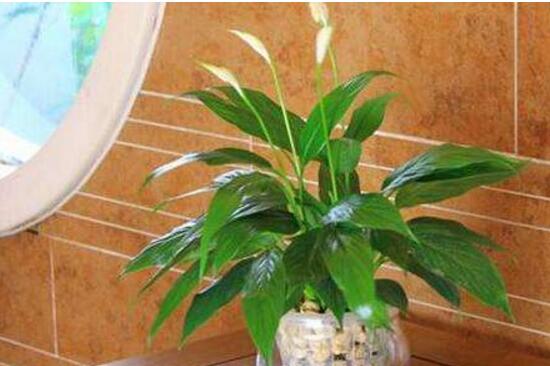 一帆风顺能喷硫酸亚铁吗,3:10比例喷洒让叶面更翠绿