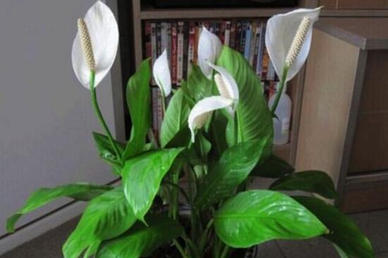 一帆风顺能喷硫酸亚铁吗,3:10比例喷洒让叶面更翠绿