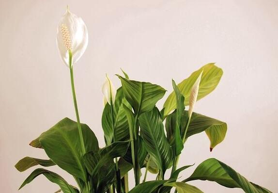 一帆风顺蔫了如何补救，4种办法让你的一帆风顺重振雄风