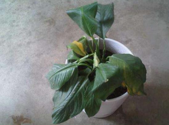 一帆风顺蔫了如何补救，4种办法让你的一帆风顺重振雄风