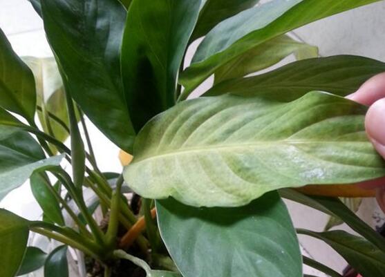 一帆风顺蔫了如何补救，4种办法让你的一帆风顺重振雄风