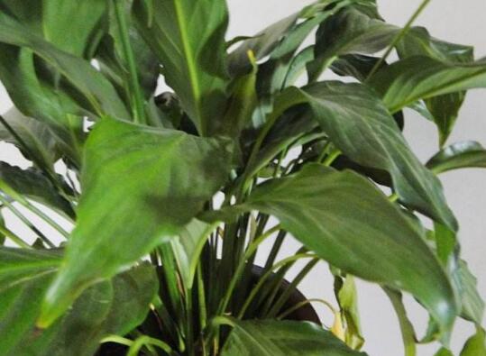 一帆风顺蔫了如何补救，4种办法让你的一帆风顺重振雄风