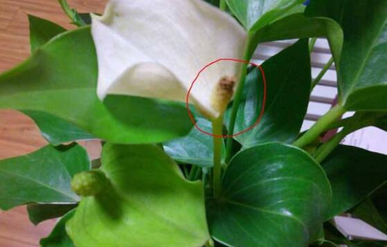 一帆风顺蔫了如何补救，4种办法让你的一帆风顺重振雄风