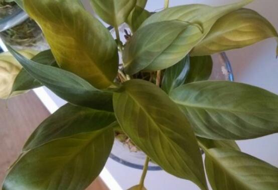 一帆风顺蔫了如何补救，4种办法让你的一帆风顺重振雄风