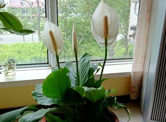 一帆风顺蔫了如何补救，4种办法让你的一帆风顺重振雄风