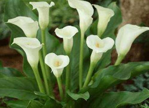 一帆风顺花可以放卧室吗，可以放卧室(美化环境还能辟邪)