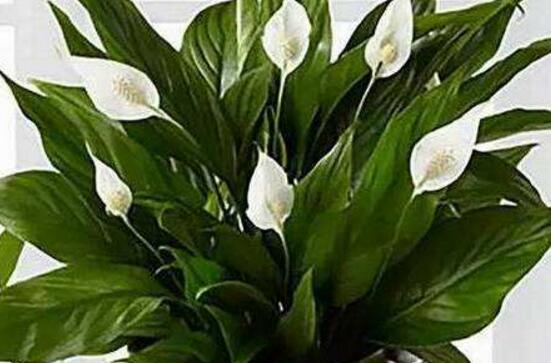 一帆风顺花可以放卧室吗，可以放卧室(美化环境还能辟邪)