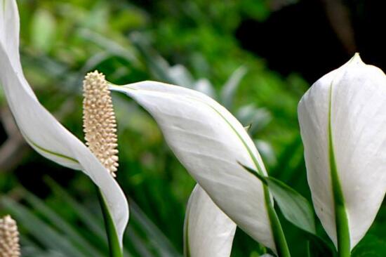 一帆风顺花可以放卧室吗，可以放卧室(美化环境还能辟邪)