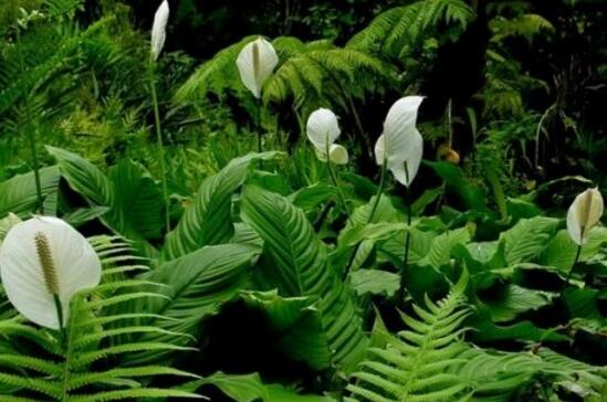 一帆风顺花可以放卧室吗，可以放卧室(美化环境还能辟邪)