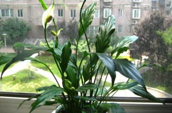 一帆风顺花可以放卧室吗，可以放卧室(美化环境还能辟邪)