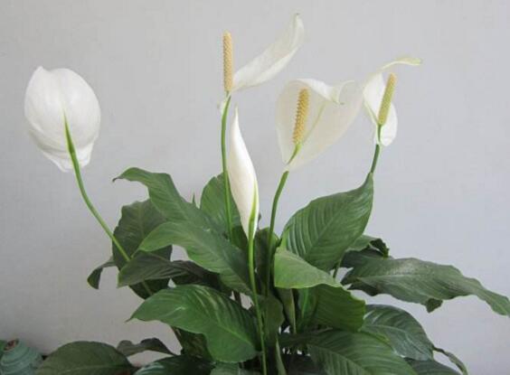 一帆风顺花的摆放禁忌,一帆风顺适合放在哪里